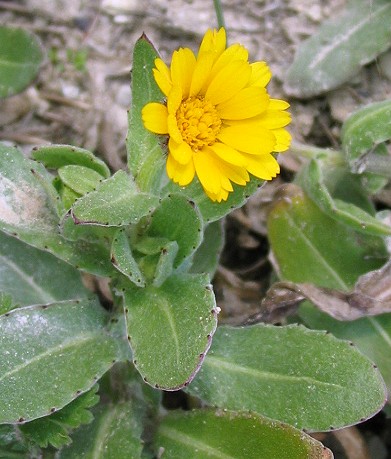 Calendula arvensis / Fiorrancio selvatico